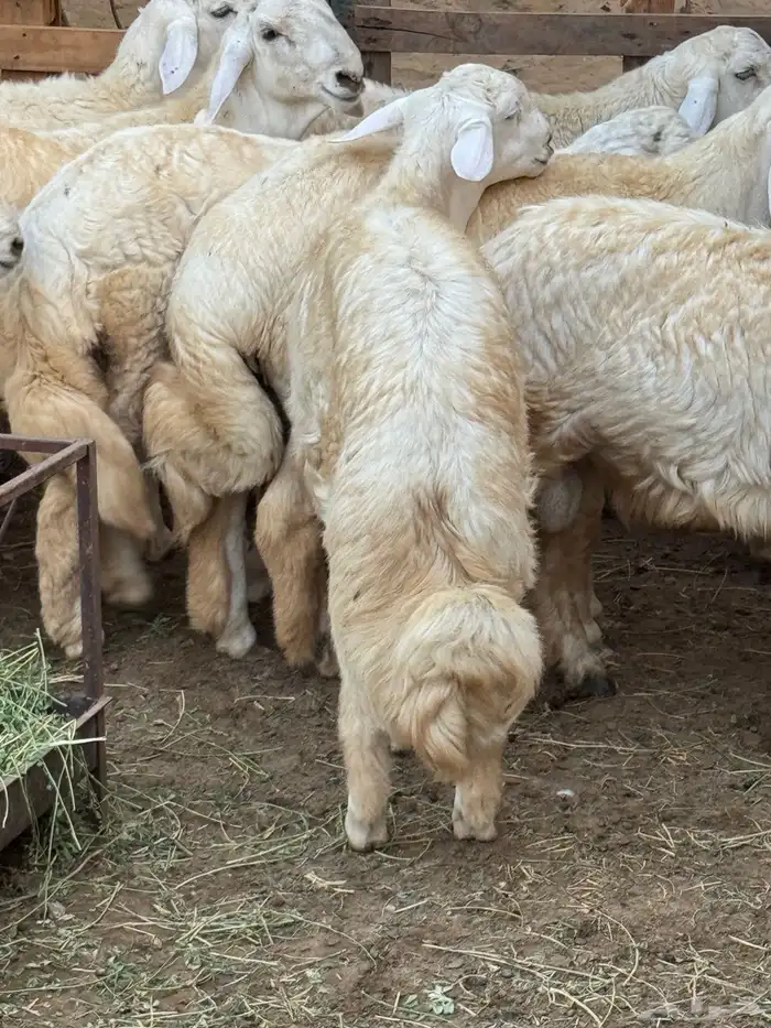 ذبايح حريات (صمخ) طليان زغاليل (حمام فرنسي جامبو) 0