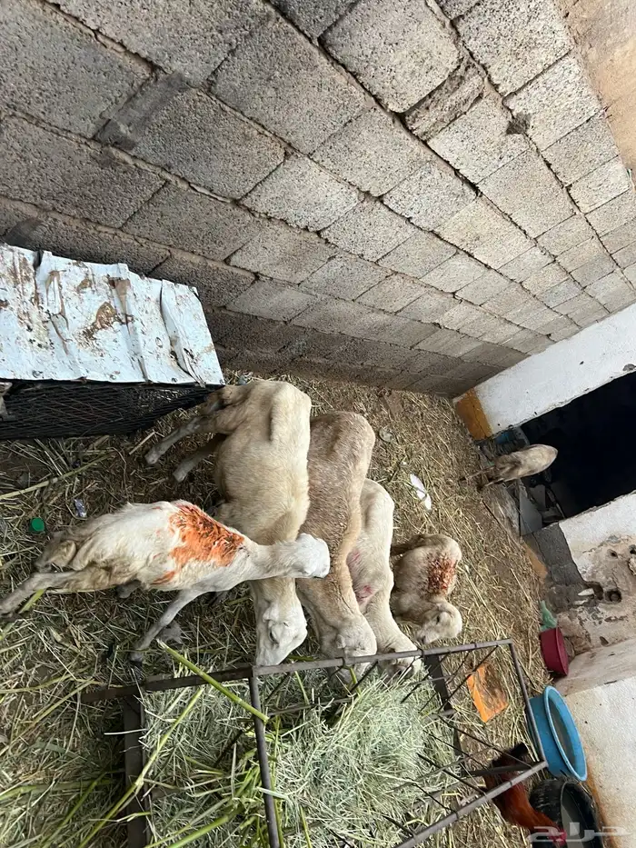 كباشي بلدي 0