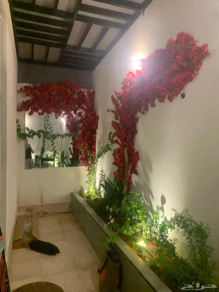 اشجار جهنمية وزيتون 2