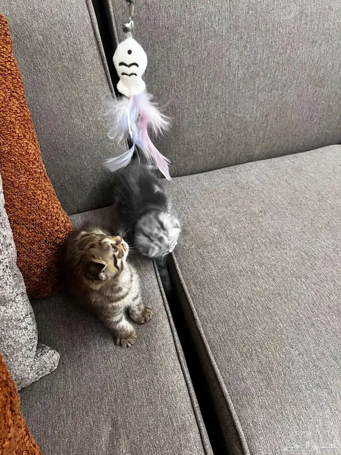 سكوتش دبل دبل فولد بيور ماشالله مميزه مطعمه 3