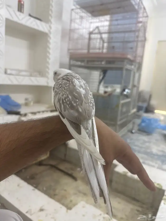 كروان العمر تقريبا  3شهور 1