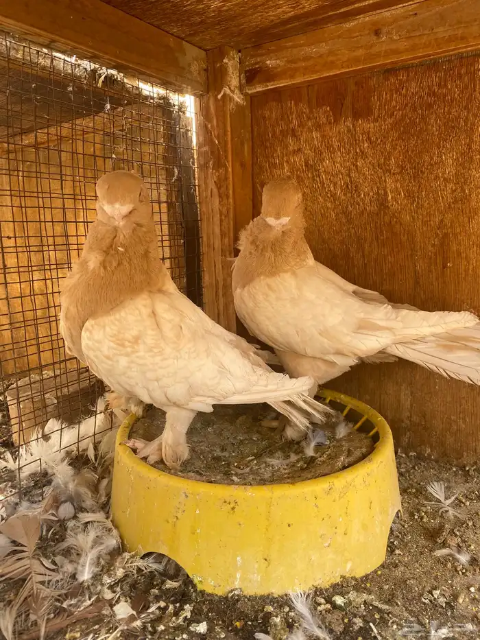 جوز فراشه ارجنت 1