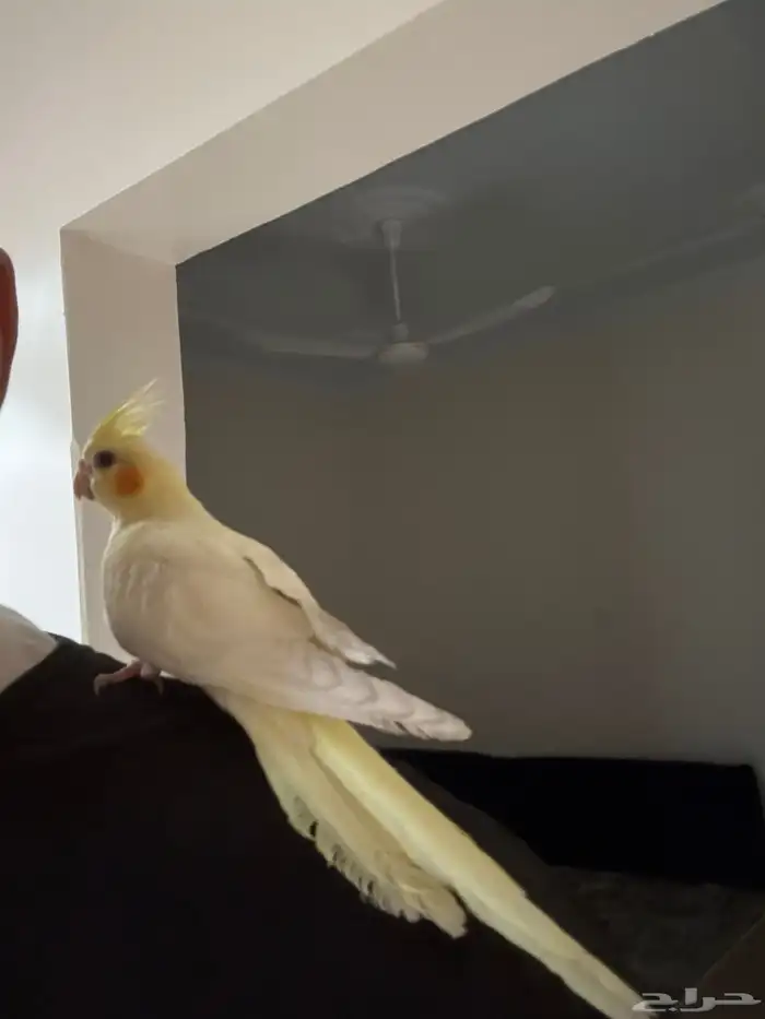 طير كروان مفقود 1