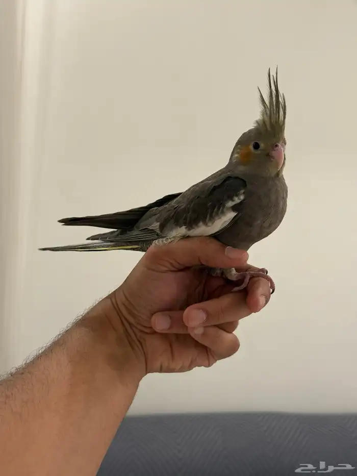 فروخ كروان بداية فطام اليفين جدا 17