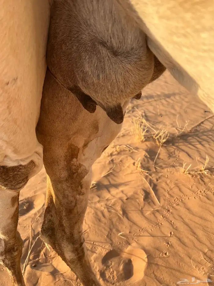 لقحه رباع صاهوديه للبيع 1