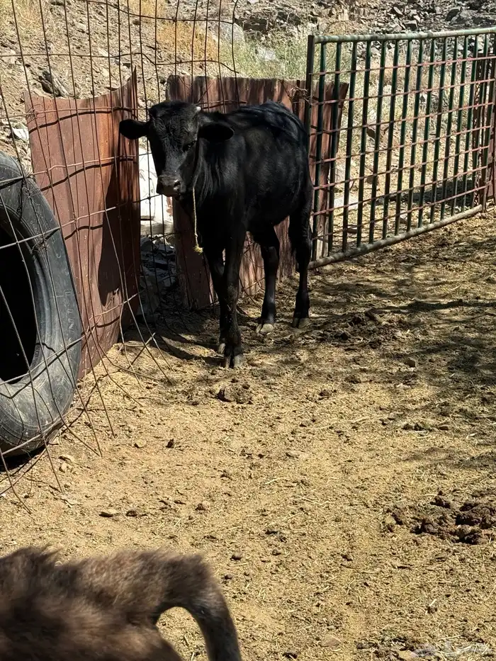 حسلان للبيع 0