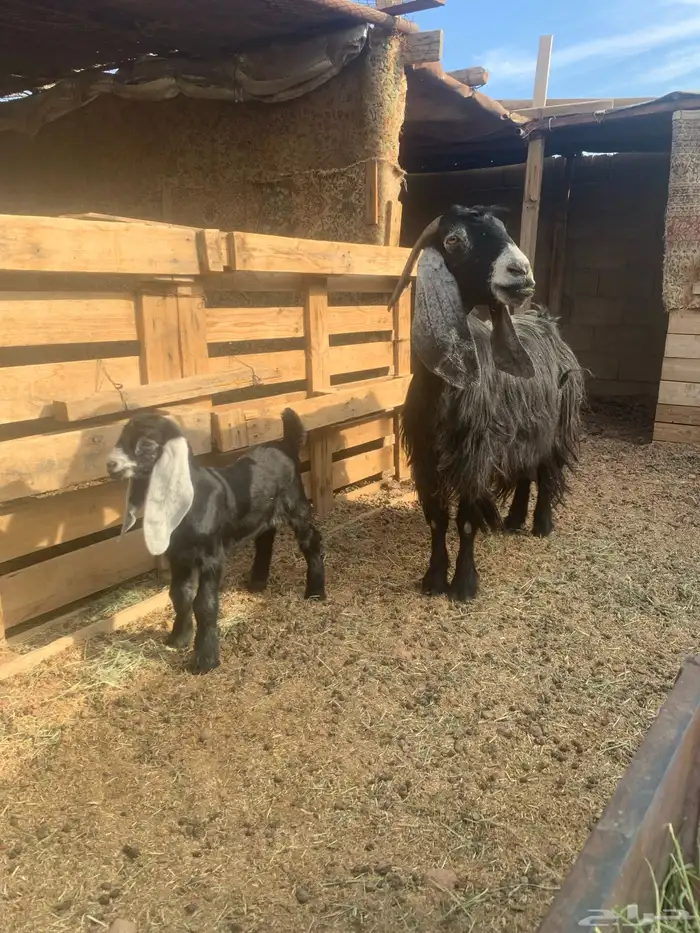 عنز عارضية طيبة سدس معه تيس 0