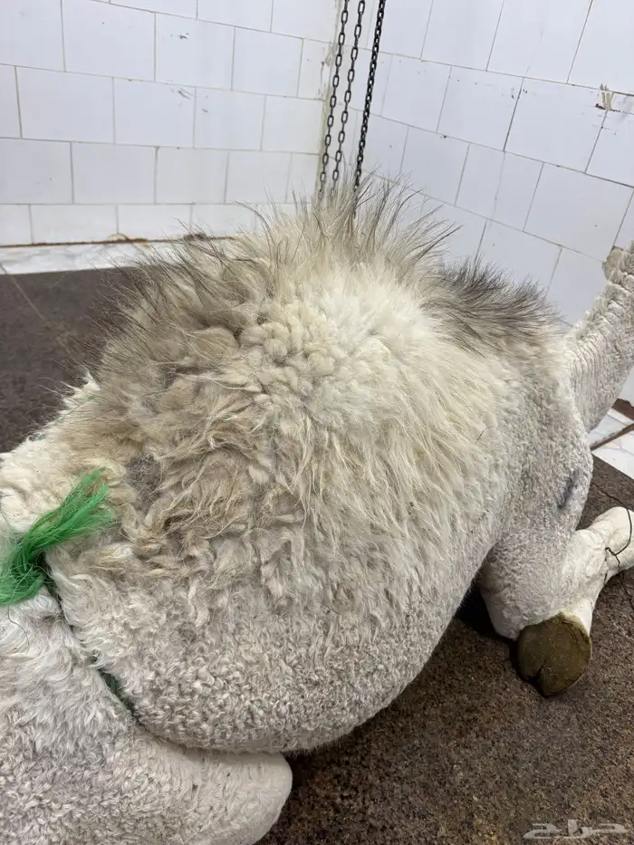 حاشي بلدي لباني مشروط عمره(6)اشهر مسحوب من أمه امس والحم تح 0