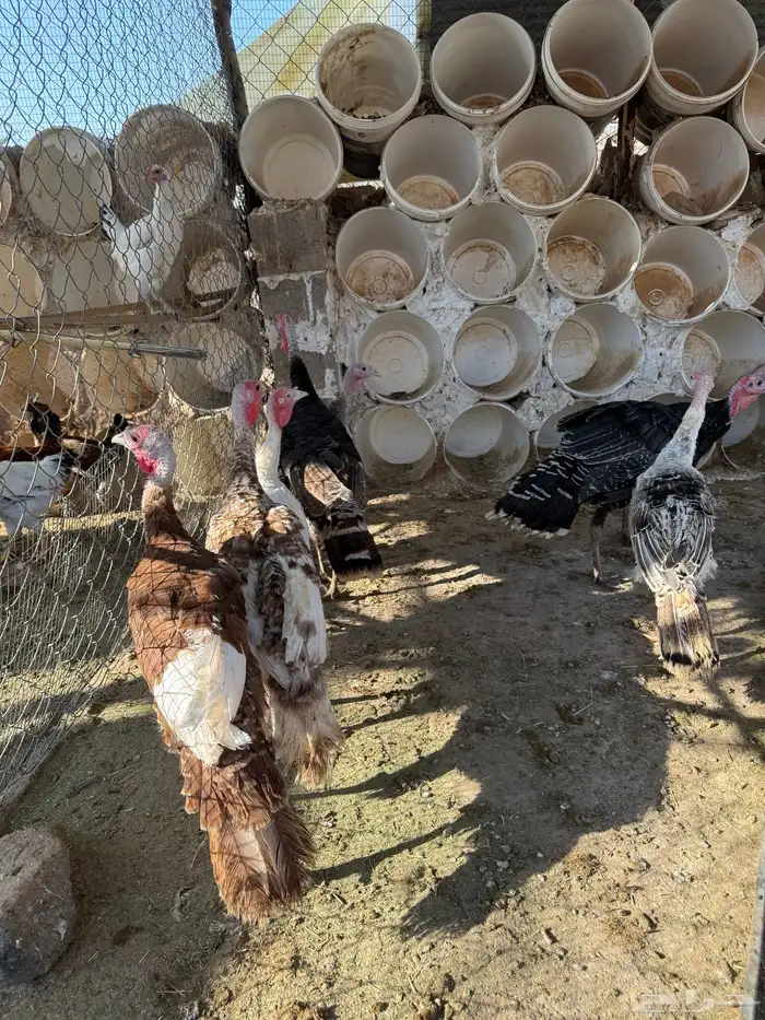 دجاج رومي للبيع 4