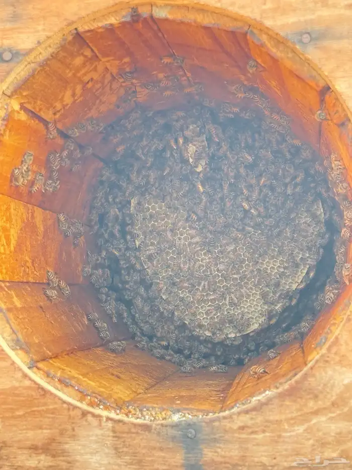 نحل بلدي للبيع 50 خليه نحل للتواصل 4