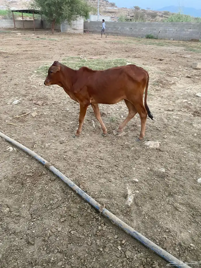 حسيل اناث من بقري 4