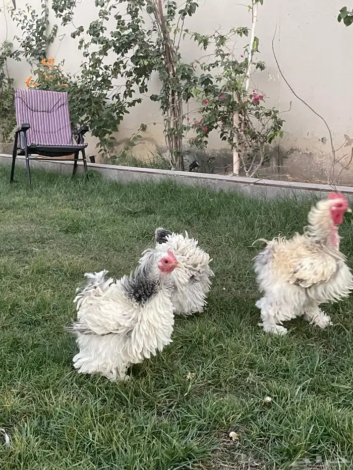 بيض دجاج زينة مخصب بإذن الله 8