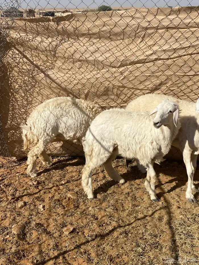 رخال حريات و شاه حايل 3