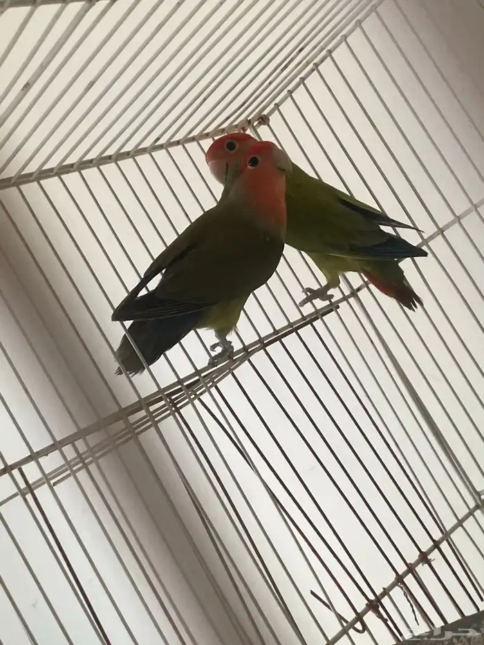 جوز روز منتج 2