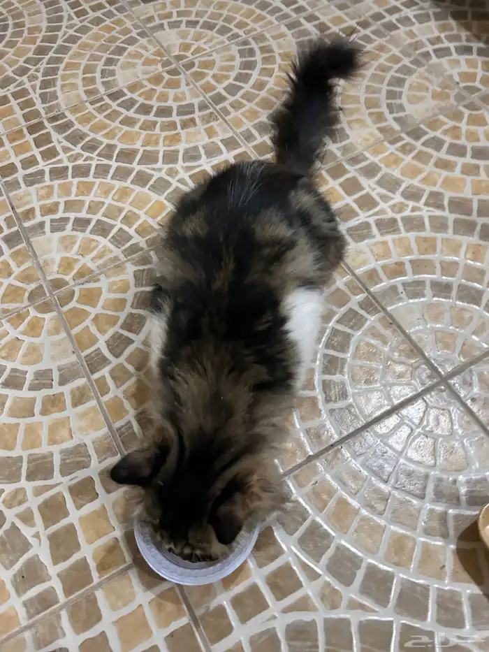 قط ضايع في الشارع مدري وش جنسه اليف تواصل اذا تعرف راعيه 4