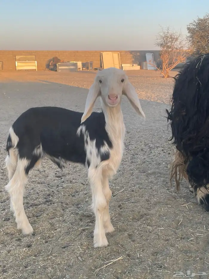 نعجه يتبعها طلي 1