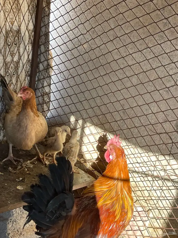 دجاج بلدي وبراهما 4