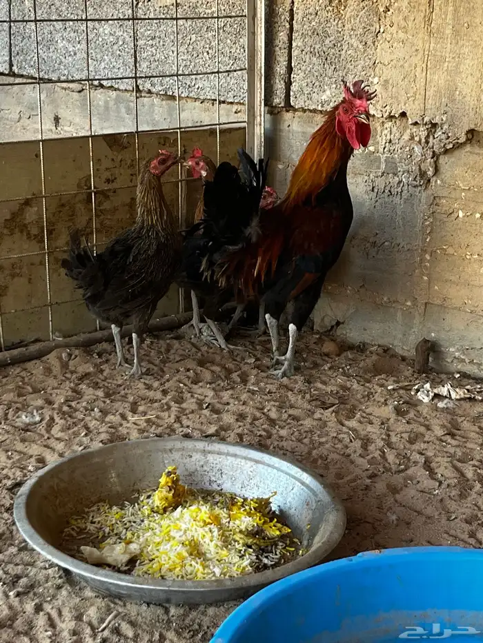 طقم دجاج عربي احمر 0