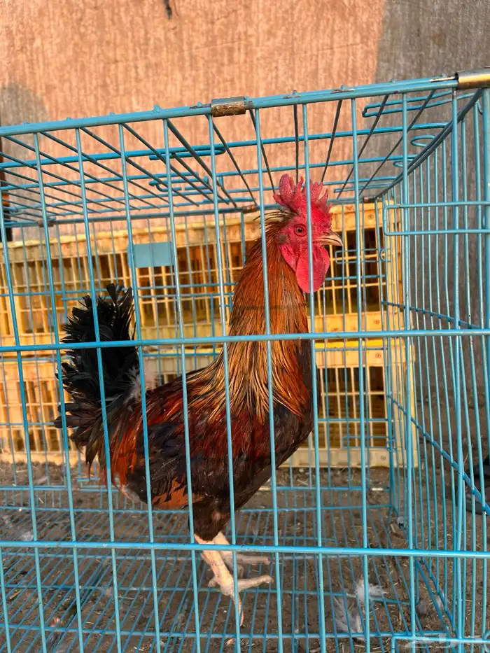 ديوك ترثه فرقى مستوى تب 25