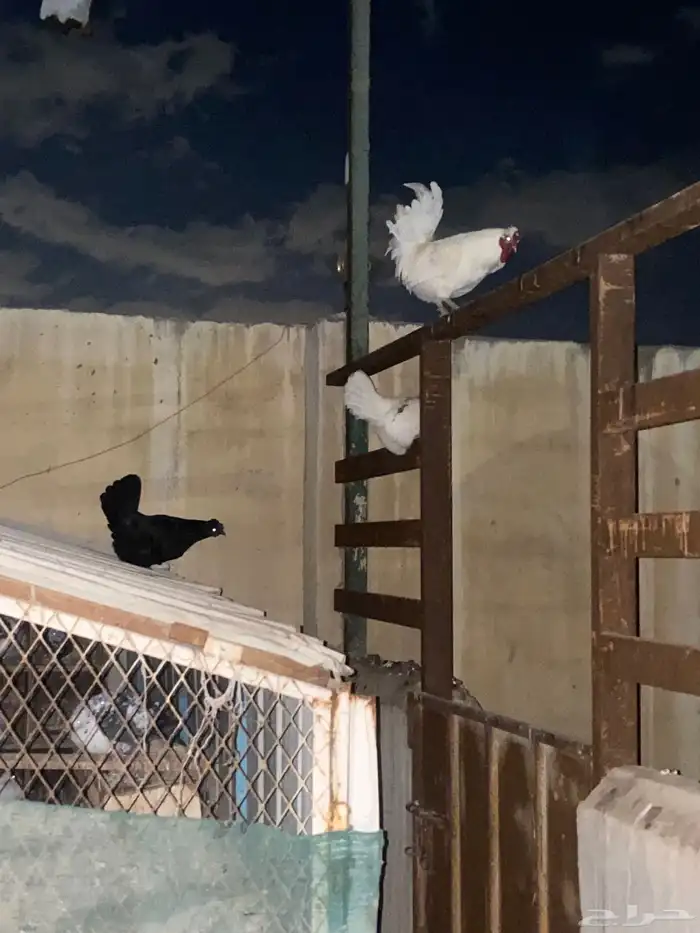 دجاج فارسي للبيع 24