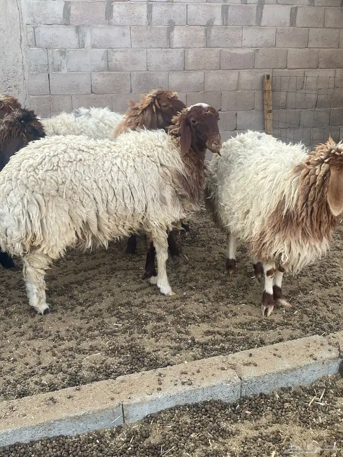 جذعات مقاني 5