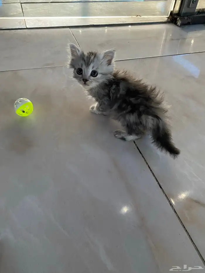 قطط شيرازيه 7