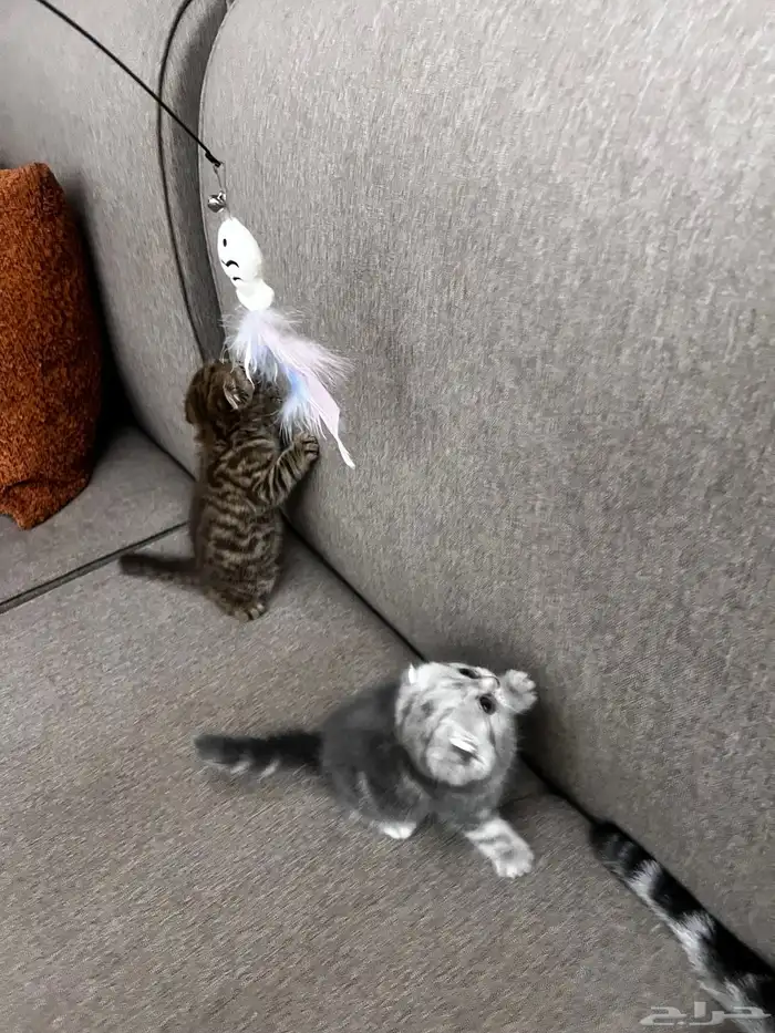 سكوتش دبل دبل فولد بيور ماشالله مميزه مطعمه 2