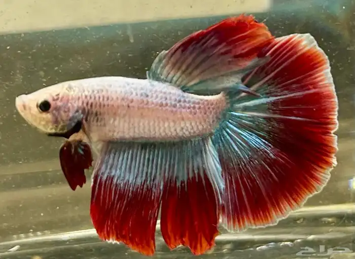 للبيع سمك فايتر هاف مون السمكه الوحده 25 ريال و الجمله 10 14