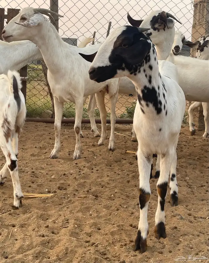 معزاء بيشيات فواخر 21