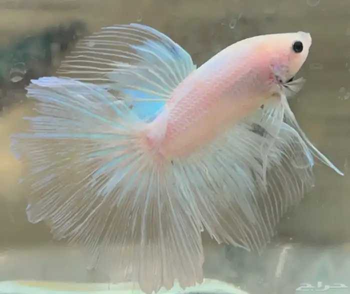 للبيع سمك فايتر هاف مون السمكه الوحده 25 ريال و الجمله 10 9