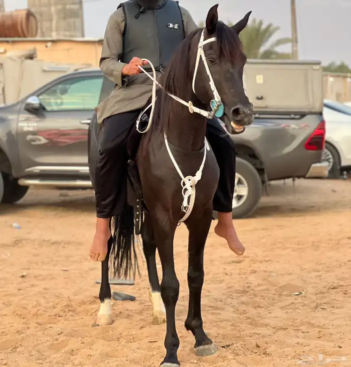 حصان شعبي أدهم 2