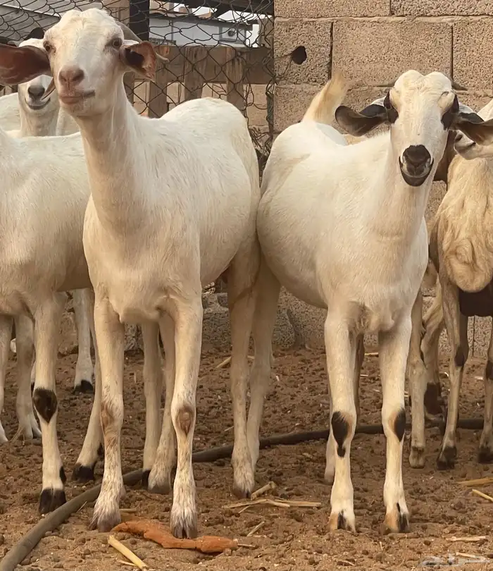 معزاء بيشيات فواخر 23