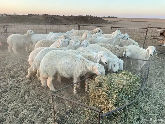 للبيع بهم حري 0