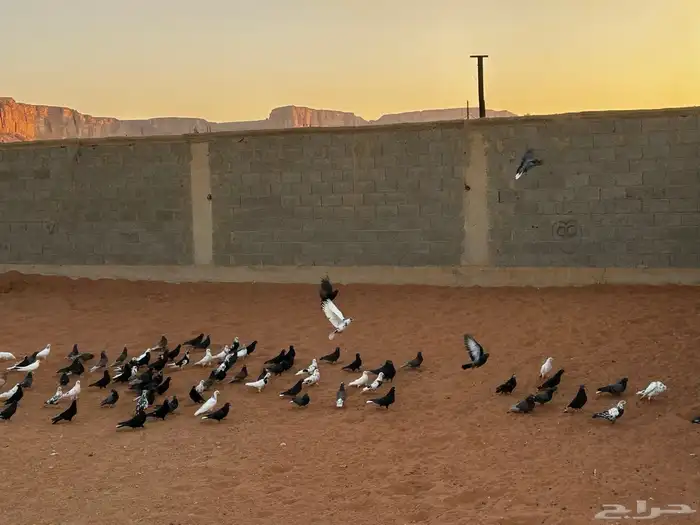 حمام قطيفي جمله وتفريد 2