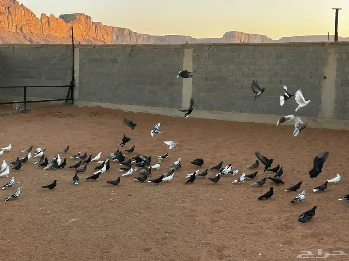 حمام قطيفي جمله وتفريد 0