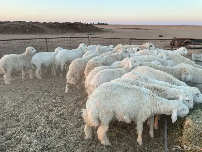 للبيع بهم حري 1