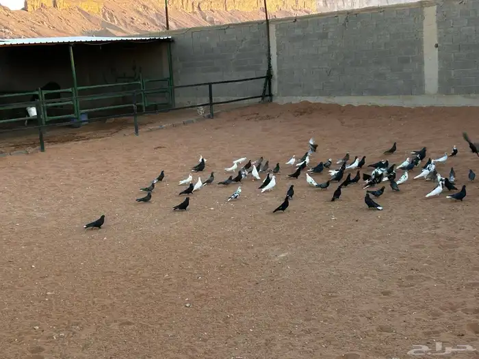 حمام قطيفي جمله وتفريد 1