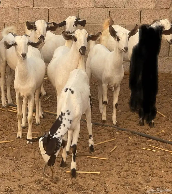 معزاء بيشيات فواخر 26