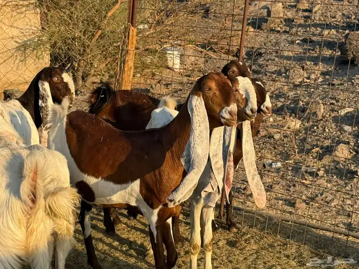 معزاء هولندية صنف مراح واحد 1