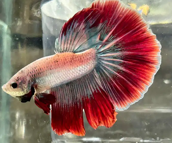 للبيع سمك فايتر هاف مون السمكه الوحده 25 ريال و الجمله 10 10