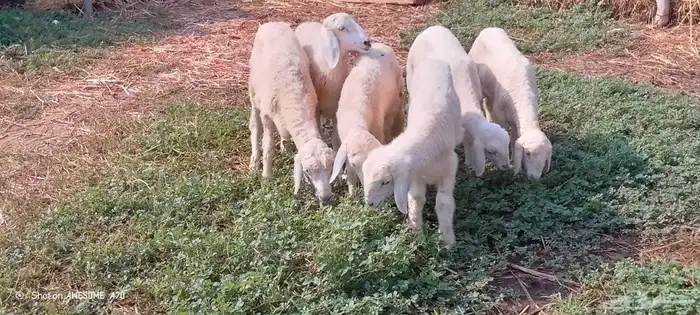 رخال وخرفان حري من 850 ريال 11