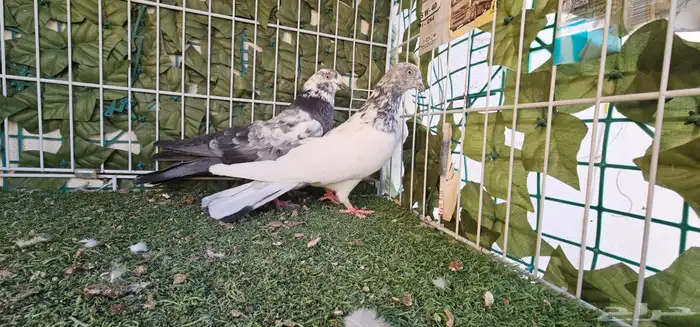 جوز باكستاني 9