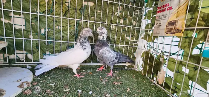 جوز باكستاني 8