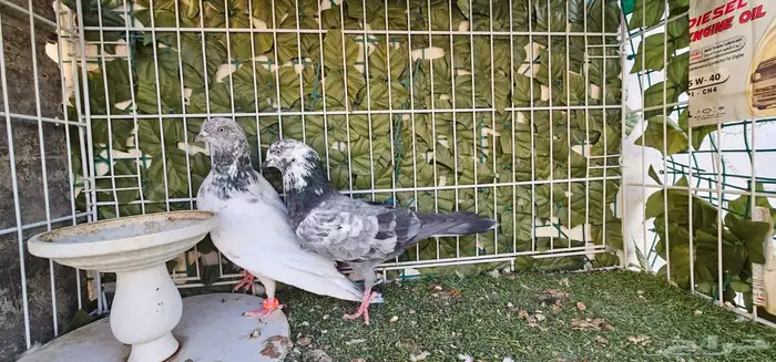 جوز باكستاني 4