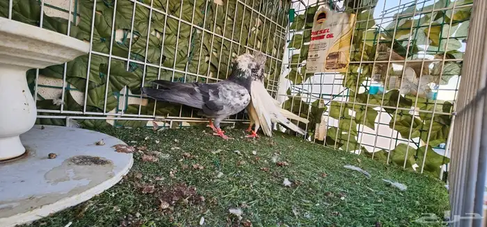 جوز باكستاني 7