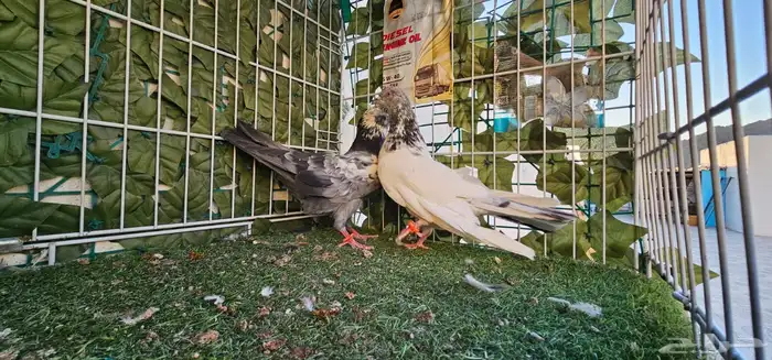 جوز باكستاني 6