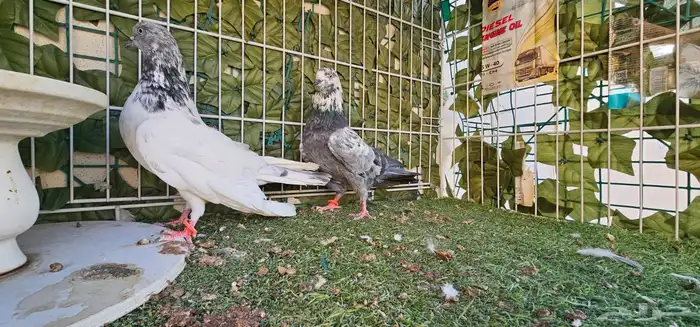 جوز باكستاني 11