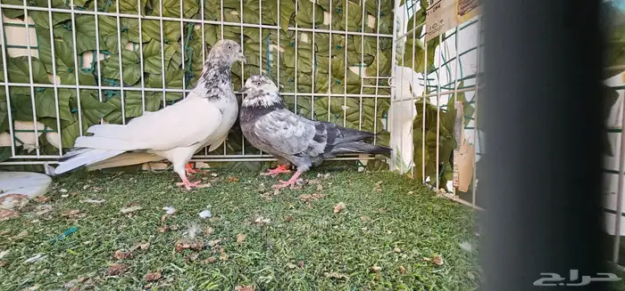 جوز باكستاني 10