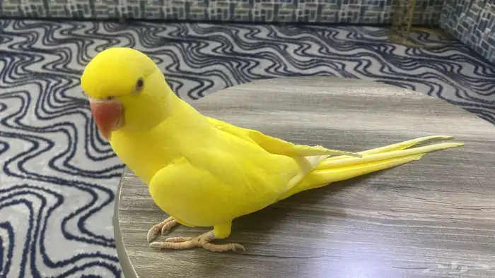 ببغاء درة لاتنيو متكلمة شرط 2