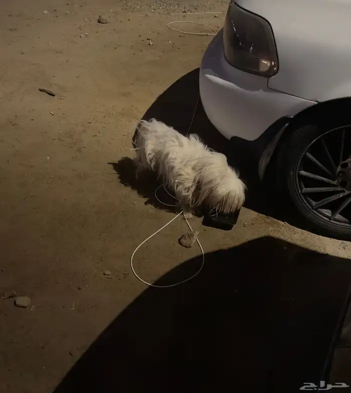 جرو كلب صغير ضايع في حي النسيم 0